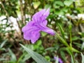 the purple RuelliaÃÂ tuberosa is growing and blooming in tropical climate garden and may be found in moist and shady environments.